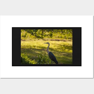 White Necked Heron Posters and Art